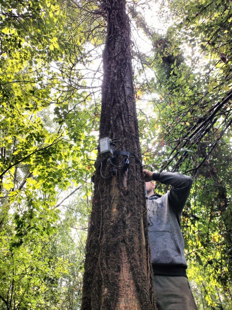 Ricerca sulle foreste italiane