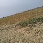 Immagine di eventi climatici che colpiscono l'agricoltura