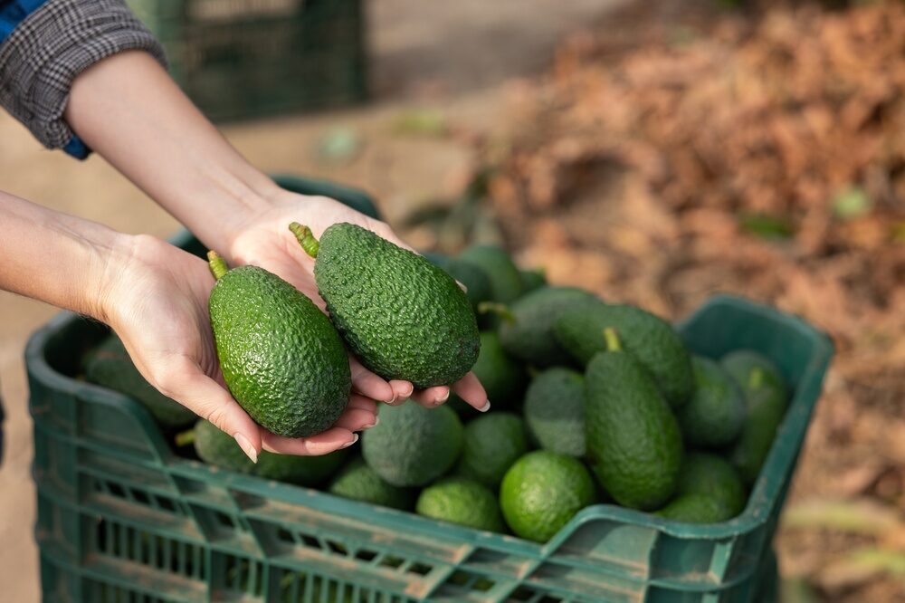 Halaesa espande la produzione di avocado in Sicilia
