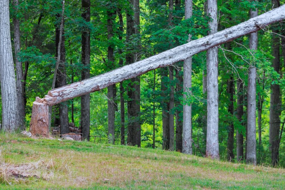 Aumento dei costi produttivi per le imprese di pannelli in legno